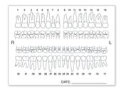 Tooth Chart Anatomy Labels