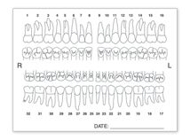 Tooth Chart Anatomy Labels