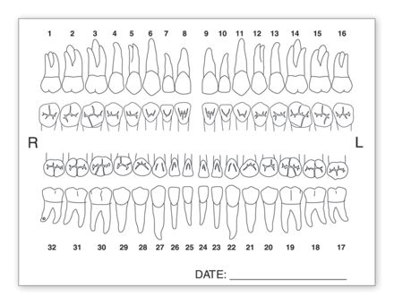 Tooth Chart Anatomy Labels